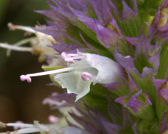 Image of nettleleaf giant hyssop