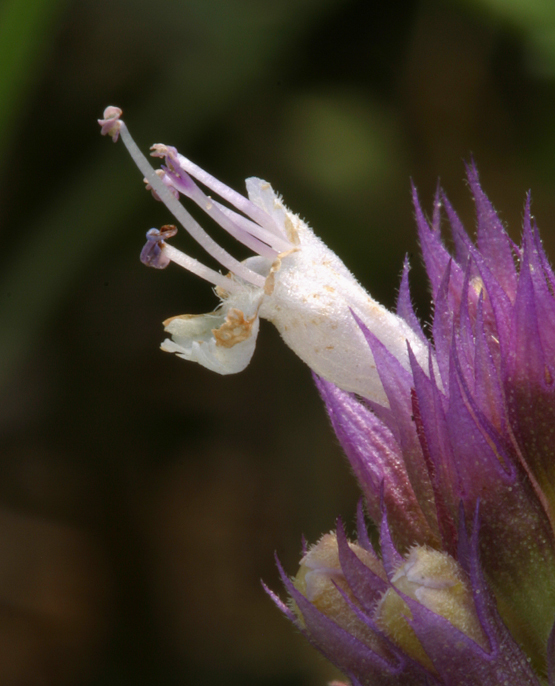 Image of nettleleaf giant hyssop