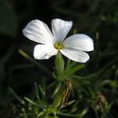 Image of <i>Leptosiphon <i>floribundus</i></i> ssp. floribundus