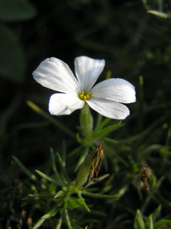 Image of <i>Leptosiphon <i>floribundus</i></i> ssp. floribundus