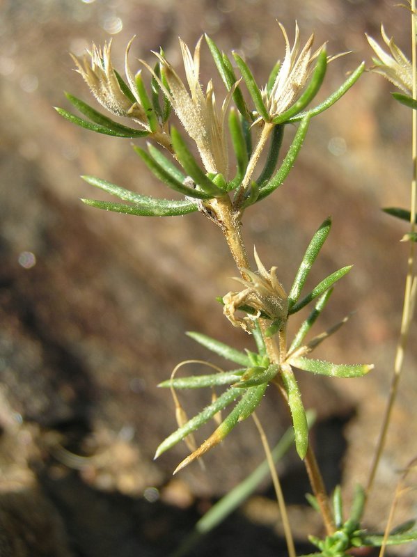 Image of <i>Leptosiphon <i>floribundus</i></i> ssp. floribundus