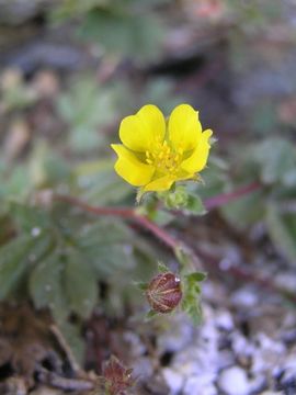 Image of cliff cinquefoil