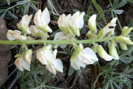 Imagem de Lupinus arbustus Lindl.