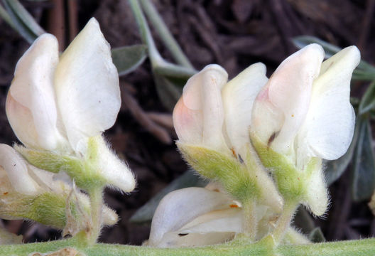 Imagem de Lupinus arbustus Lindl.