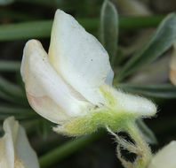 Imagem de Lupinus arbustus Lindl.