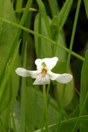 Imagem de Viola macloskeyi F. E. Lloyd