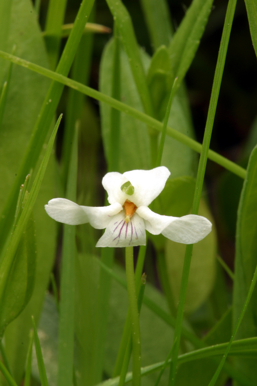 Image of small white violet