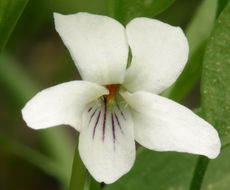 Image of small white violet