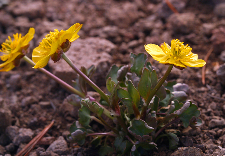 Image of Eschscholtz's buttercup