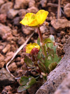 Image of Eschscholtz's buttercup