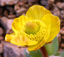 Image of Eschscholtz's buttercup