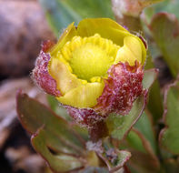 Image of Eschscholtz's buttercup