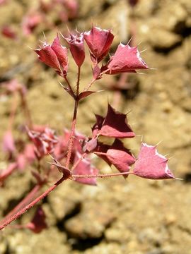 Image of whitemargin oxytheca