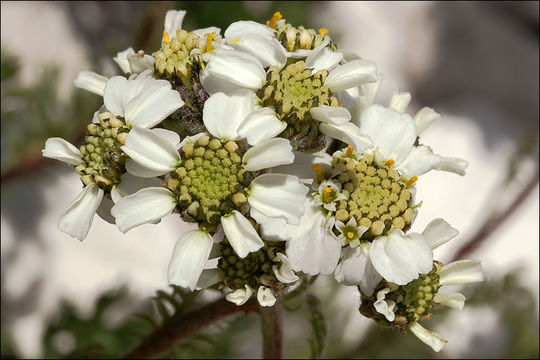 Sivun Achillea atrata L. kuva