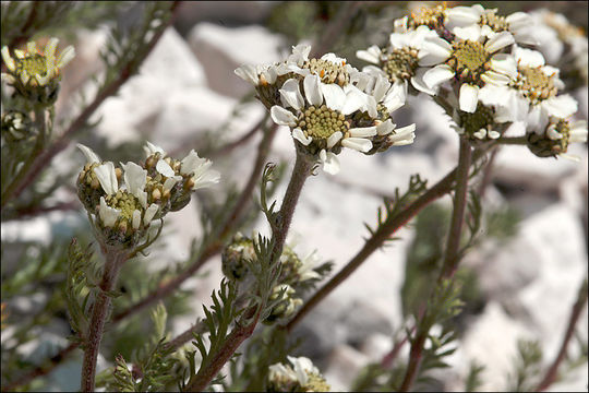 Sivun Achillea atrata L. kuva