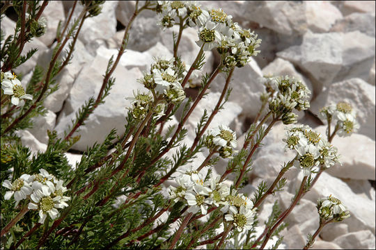 Sivun Achillea atrata L. kuva