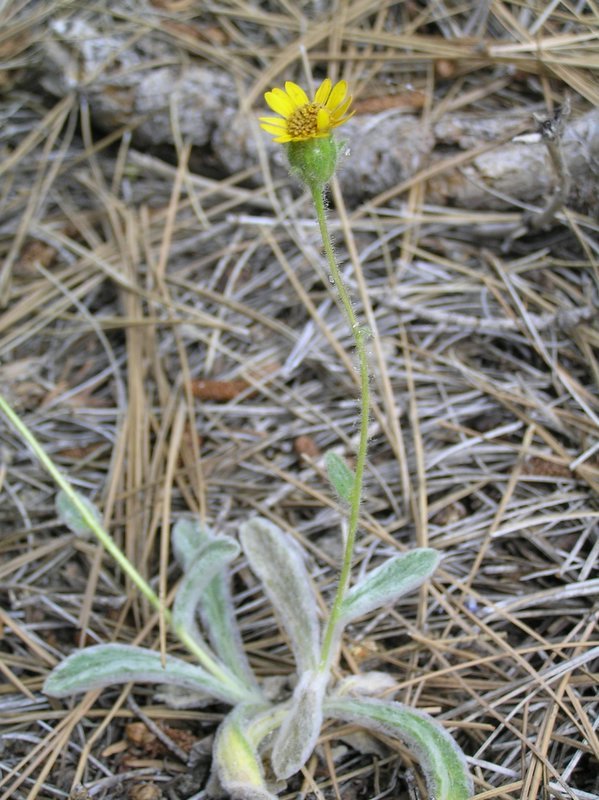 Plancia ëd Hulsea vestita subsp. callicarpha (Hall) Wilken