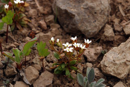Image of pygmyflower rockjasmine