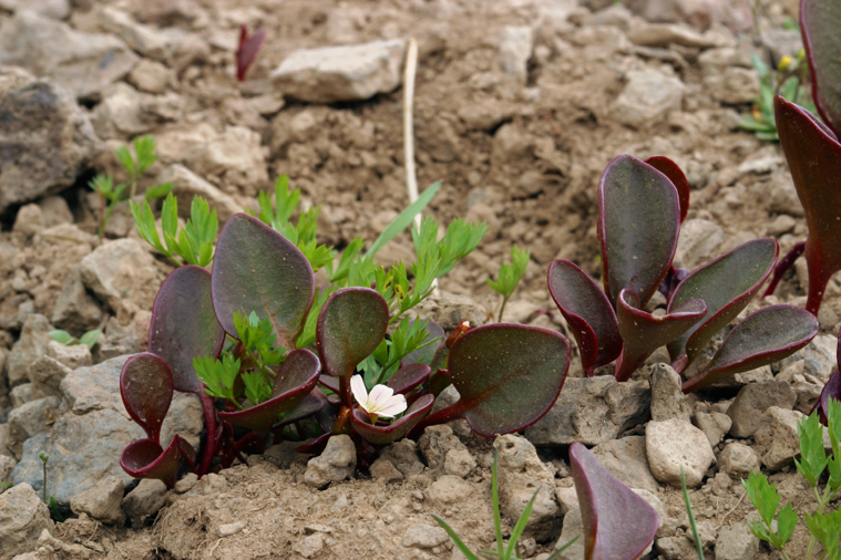 Image of Sierran Springbeauty