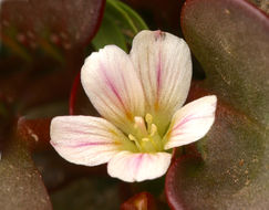 Image of Sierran Springbeauty