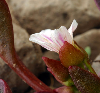 Image of Sierran Springbeauty