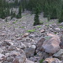 Image of Mt. Shasta arnica
