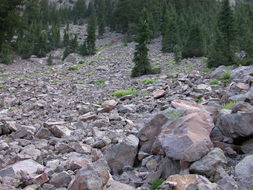 Image of Mt. Shasta arnica