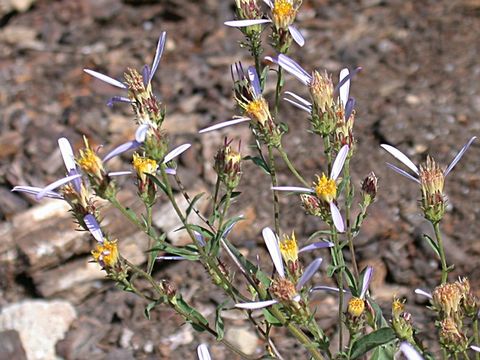 Image de Eucephalus tomentellus (Greene) Greene