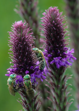 Image of New Mexico Vervain