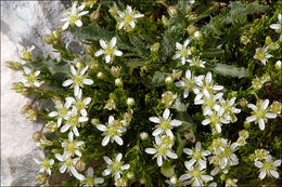 Слика од Moehringia ciliata (Scop.) Dalla Torre