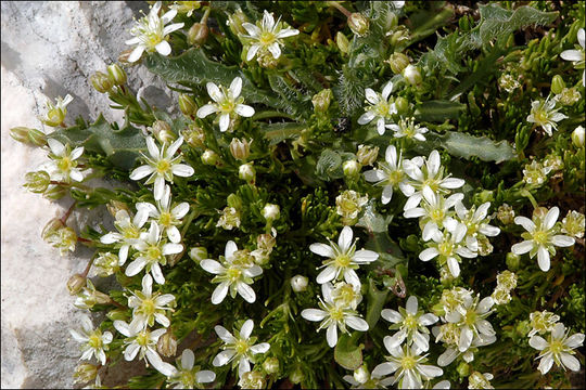 Imagem de Moehringia ciliata (Scop.) Dalla Torre