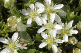 Слика од Moehringia ciliata (Scop.) Dalla Torre