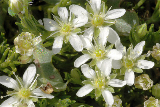 Plancia ëd Moehringia ciliata (Scop.) Dalla Torre