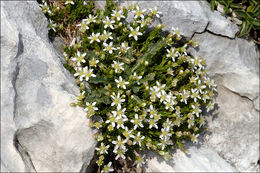 Слика од Moehringia ciliata (Scop.) Dalla Torre