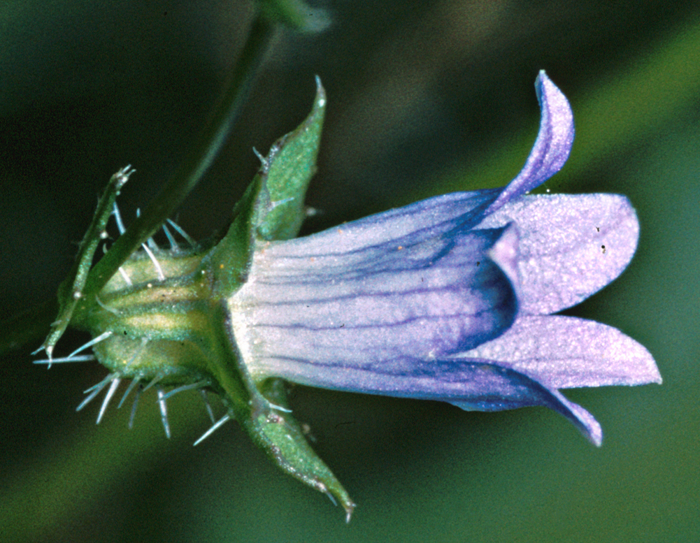 Image of Western Pearlflower