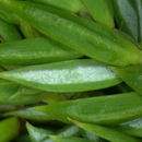 Image of Juniperus communis var. saxatilis Pall.