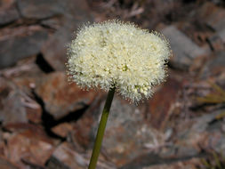 Image of arrowleaf buckwheat