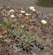 Image of arrowleaf buckwheat