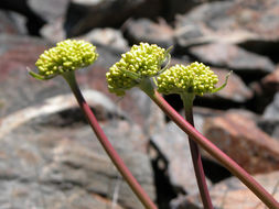 Image of arrowleaf buckwheat