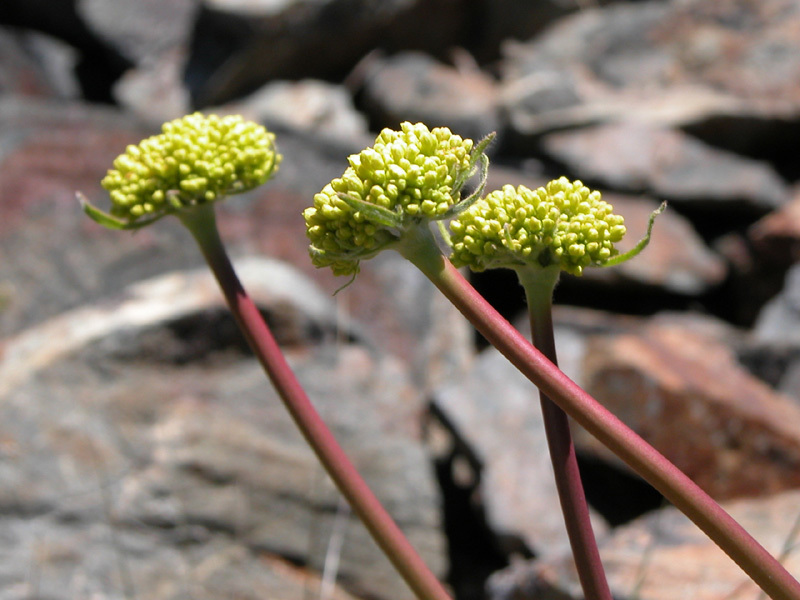 Image of arrowleaf buckwheat