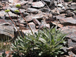 Image of arrowleaf buckwheat