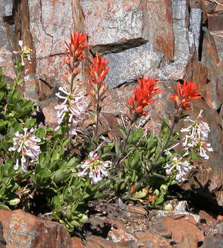 Image of Trinity penstemon