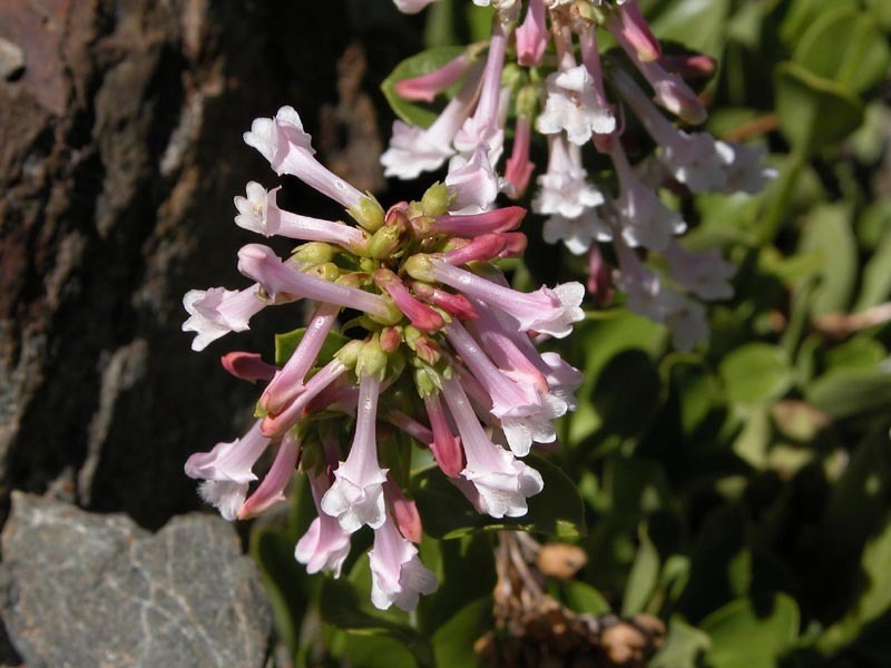 Image of Trinity penstemon