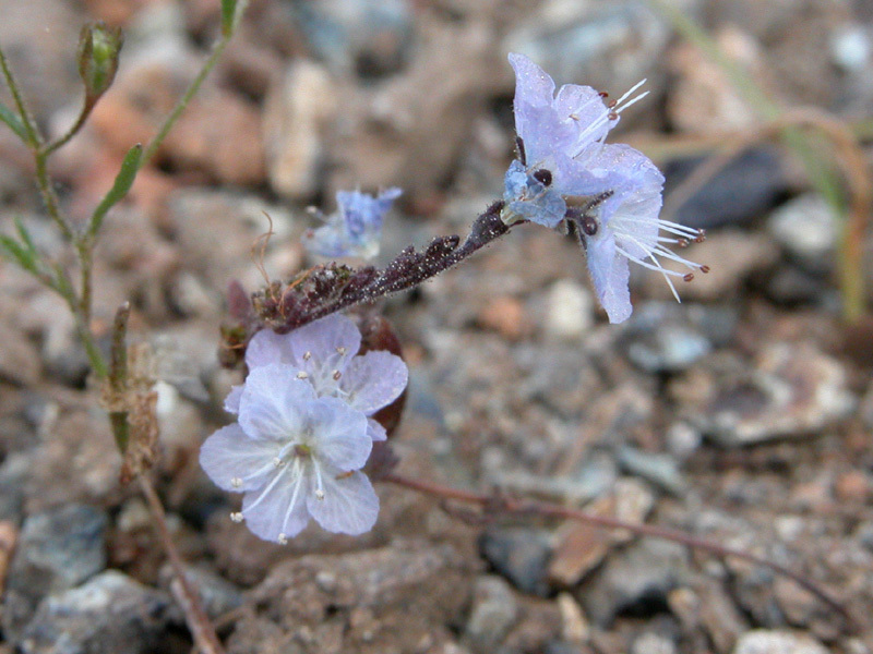 Image de Phacelia pringlei A. Gray