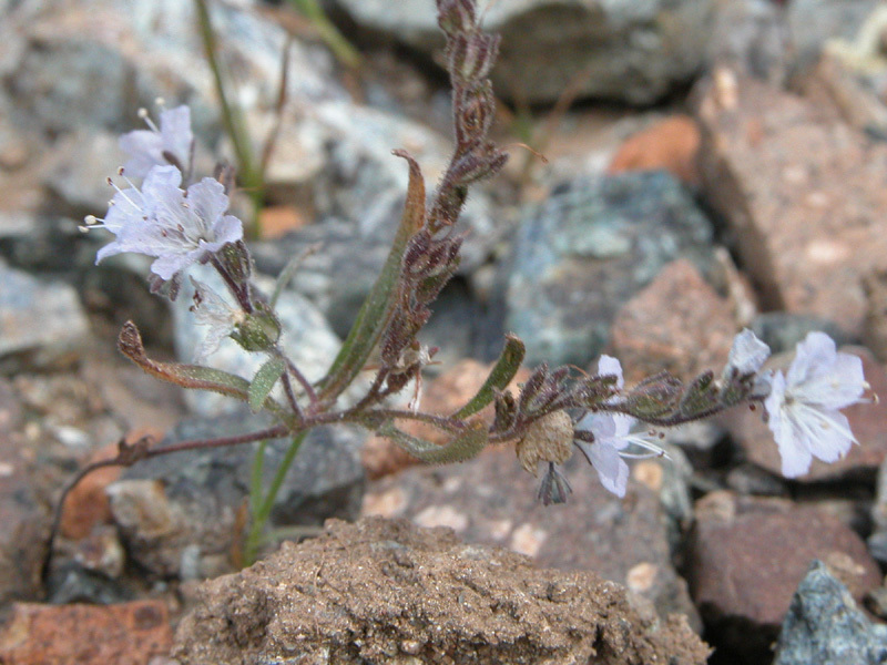 Image de Phacelia pringlei A. Gray