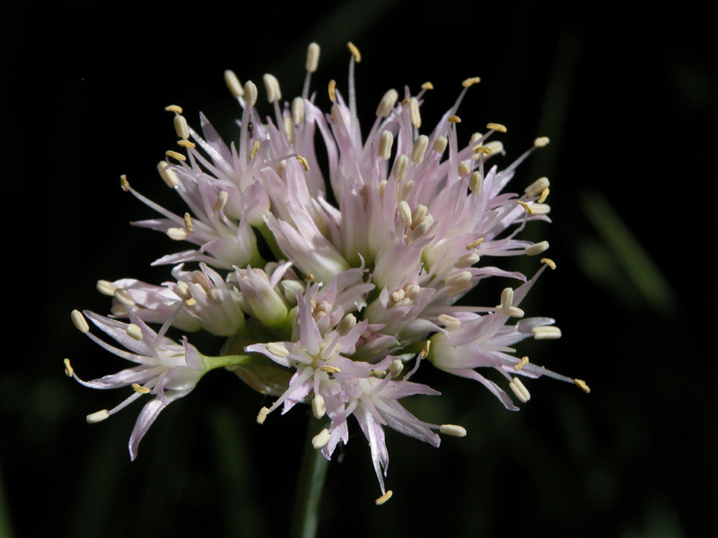 Image de Allium validum S. Watson