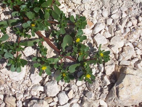 Image of common purslane