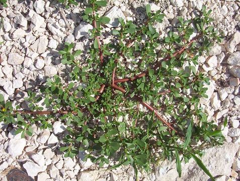 Image of common purslane