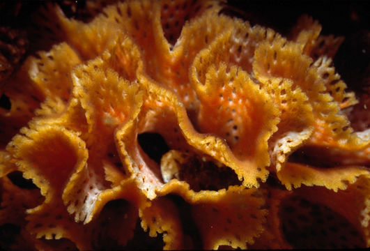 Plancia ëd Phidolopora pacifica (Robertson 1908)