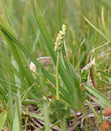 Image of little grapefern